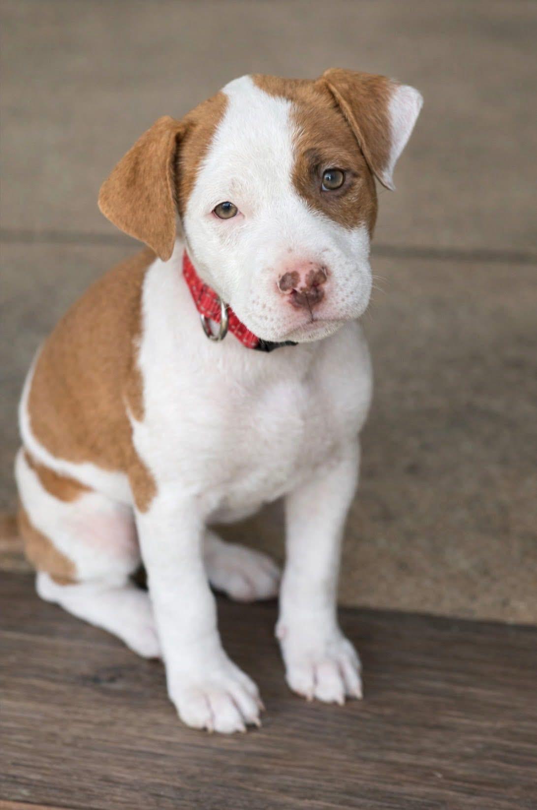 Athena, ADOPTABLE, Puppy Female Boxer.