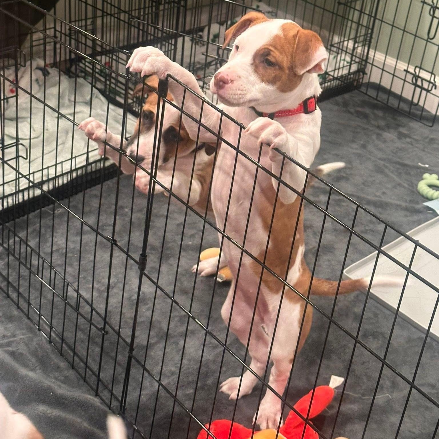 Enlarge Athena, a ADOPTABLE mixed breed in Collingswood, NJ image 2/3