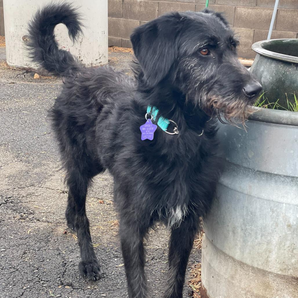 Enlarge Opal, a Adoptable Mixed Breed in San Francisco, CA image 1/6