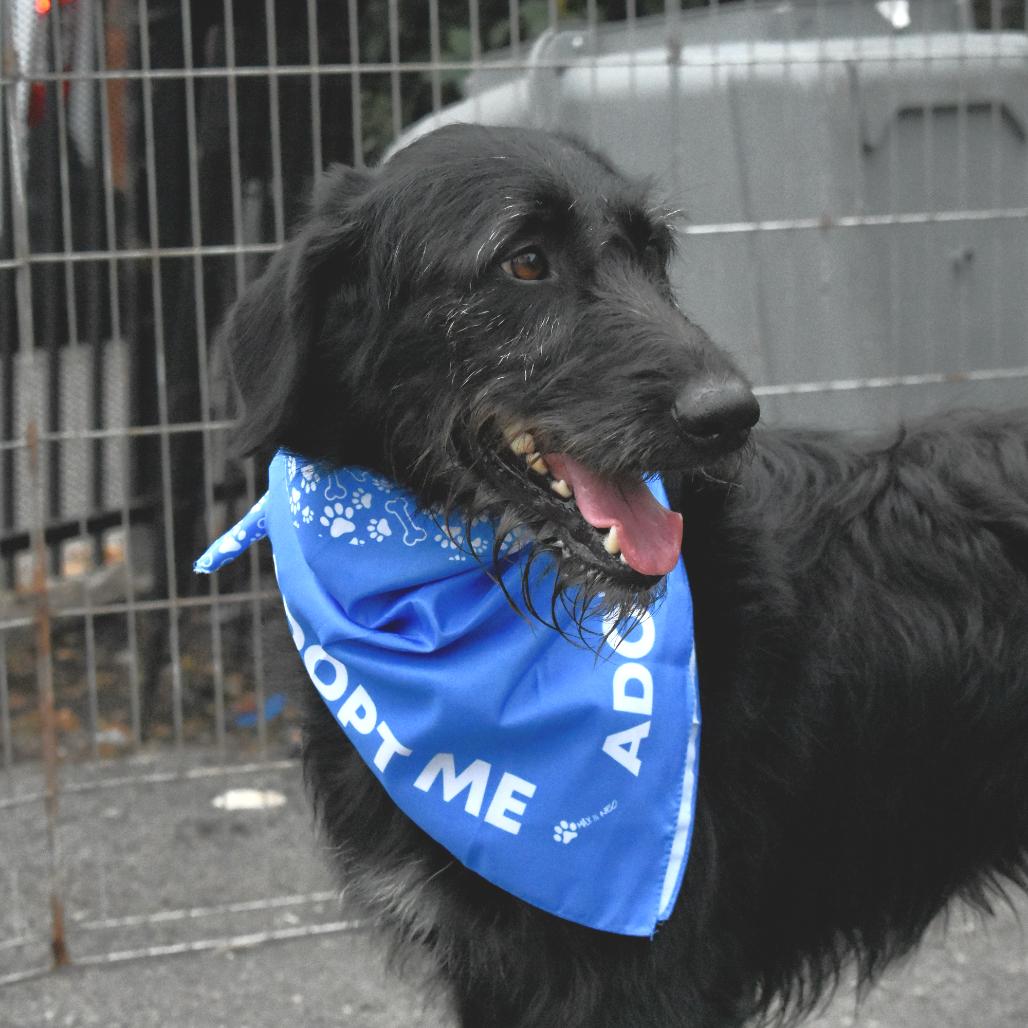 Enlarge Opal, a Adoptable Mixed Breed in San Francisco, CA image 3/6