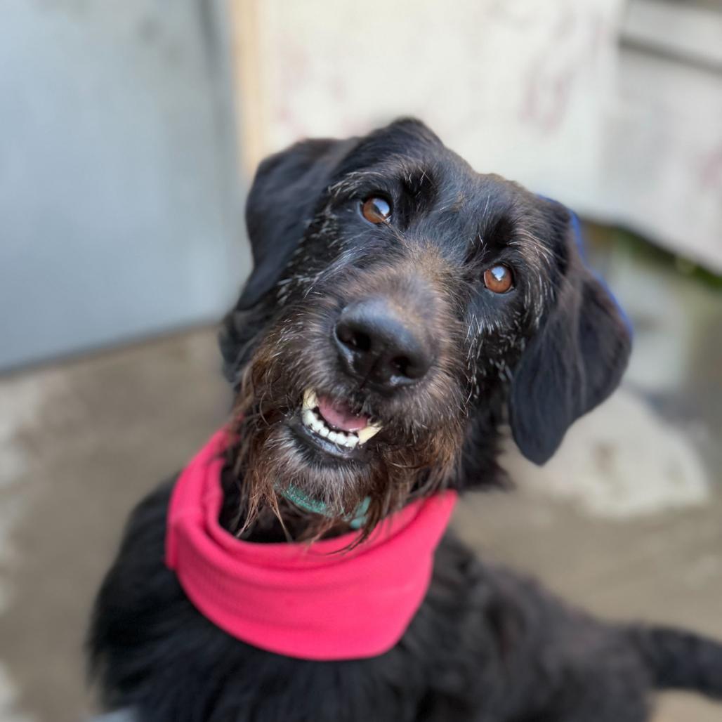 Enlarge Opal, a Adoptable Mixed Breed in San Francisco, CA image 4/6