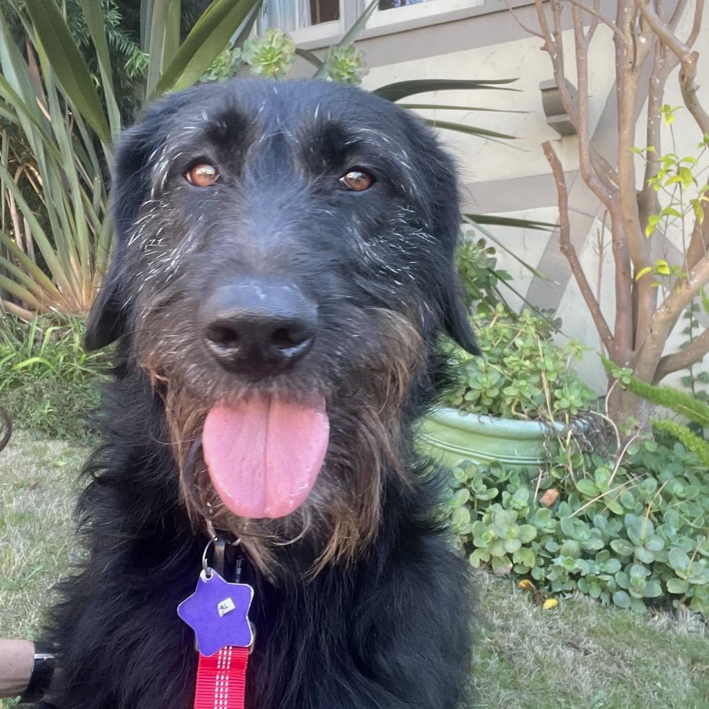 Enlarge Opal, a Adoptable Mixed Breed in San Francisco, CA image 5/6