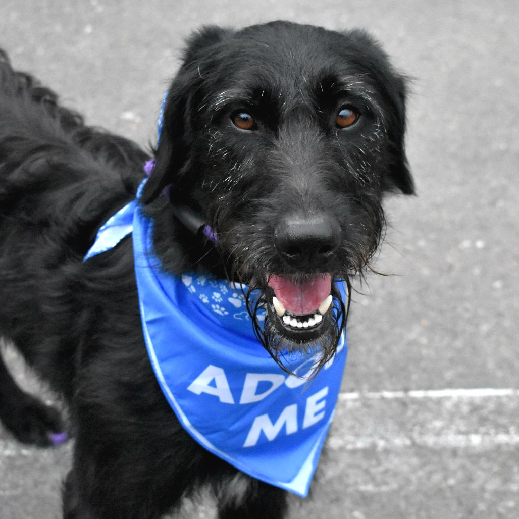 Enlarge Opal, a Adoptable Mixed Breed in San Francisco, CA image 6/6
