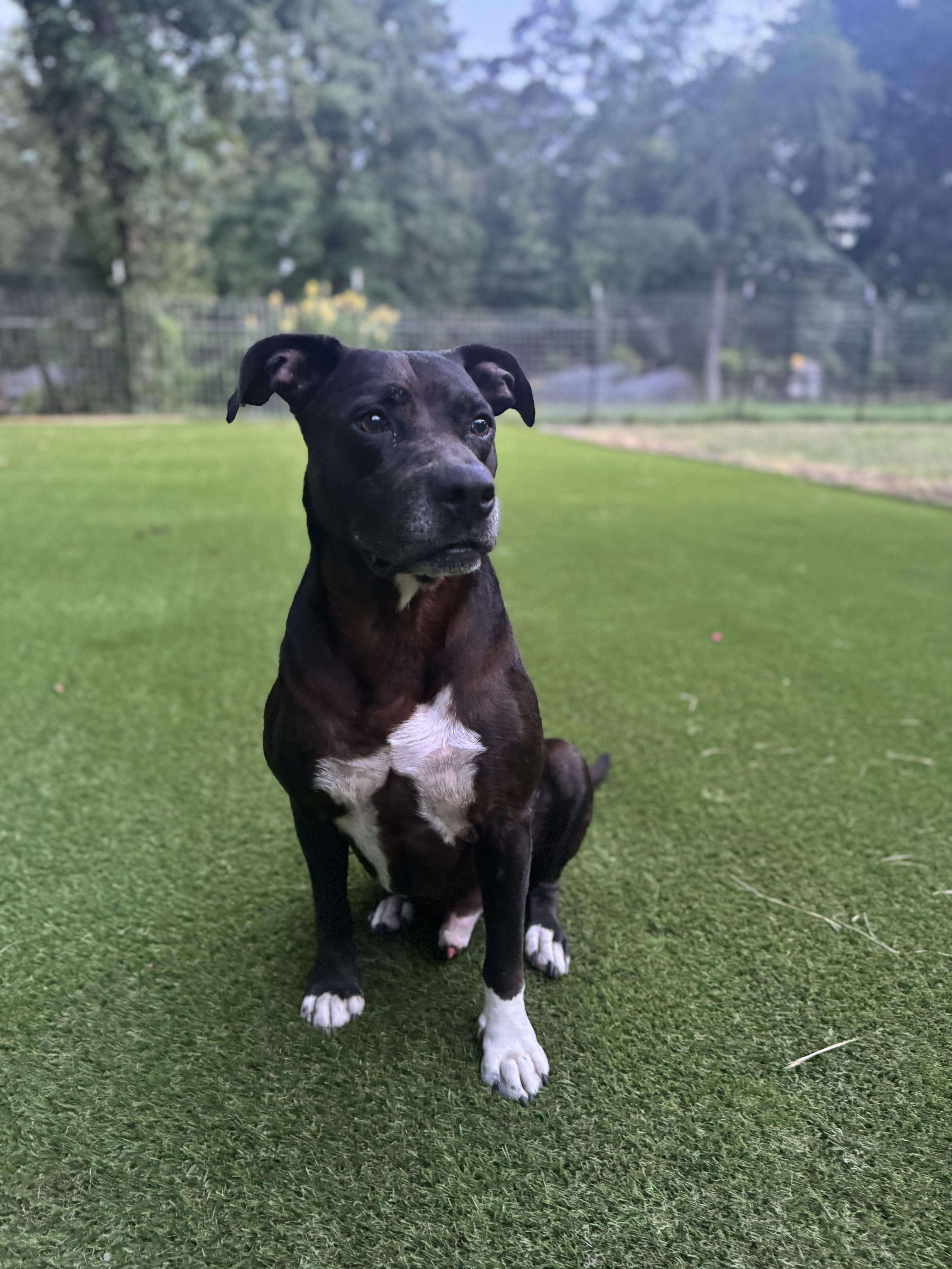 Brian, Adult Male American Staffordshire Terrier