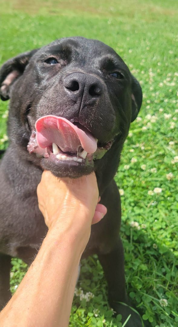 Pearl, a Adoptable Staffordshire Bull Terrier in Shelby, NC image 1/12