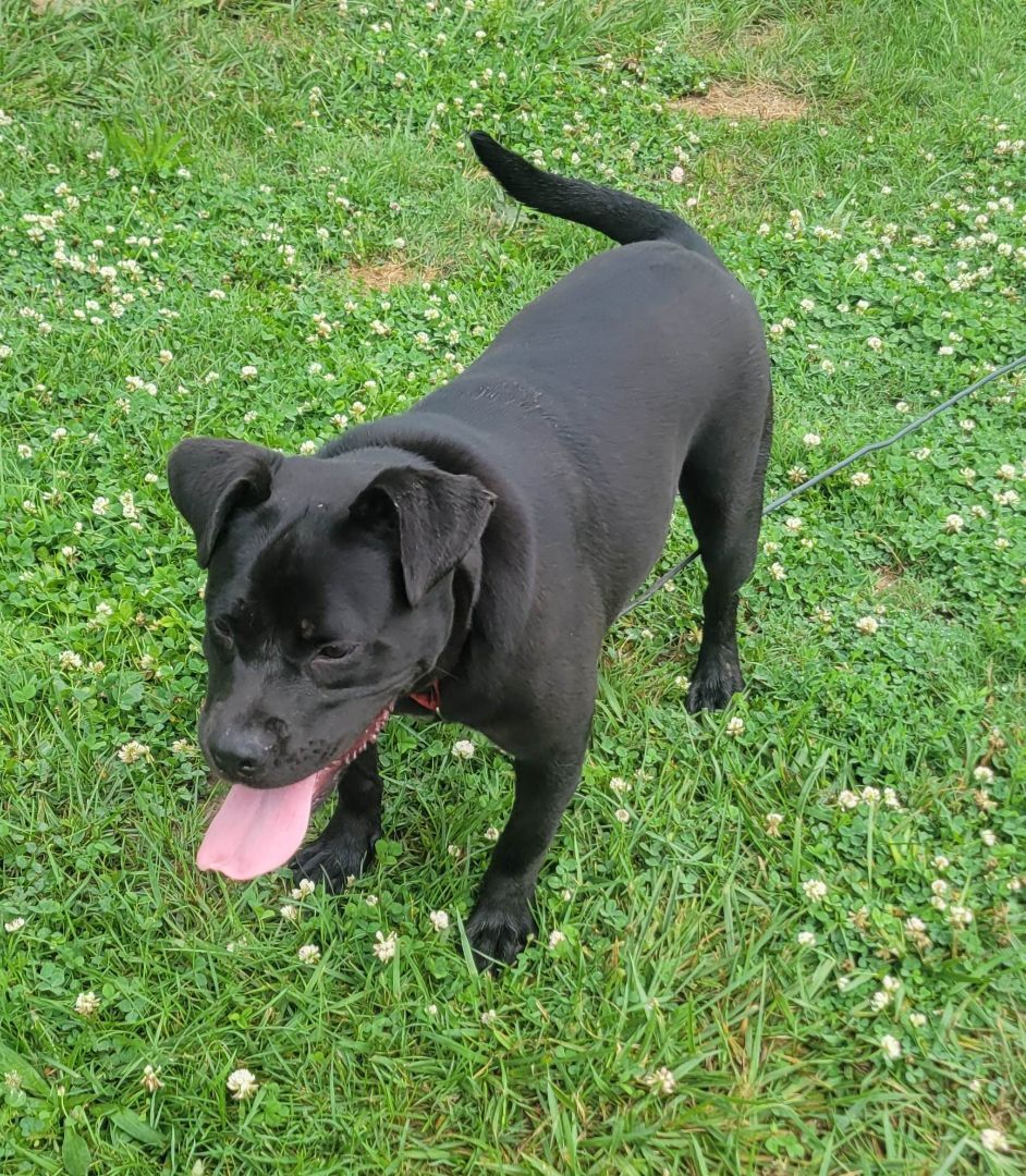 Pearl, a Adoptable Staffordshire Bull Terrier in Shelby, NC image 2/12