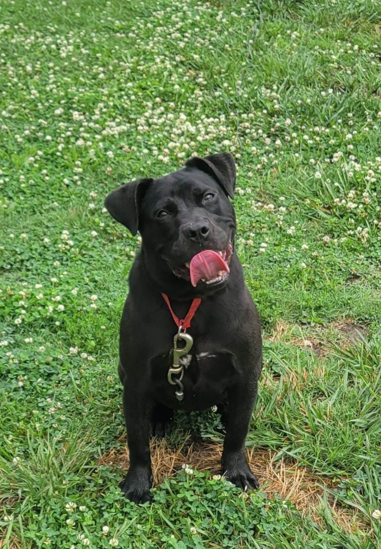 Pearl, a Adoptable Staffordshire Bull Terrier in Shelby, NC image 3/12