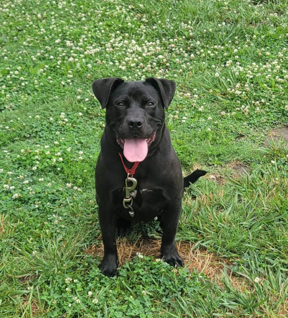 Pearl, a Adoptable Staffordshire Bull Terrier in Shelby, NC image 5/12