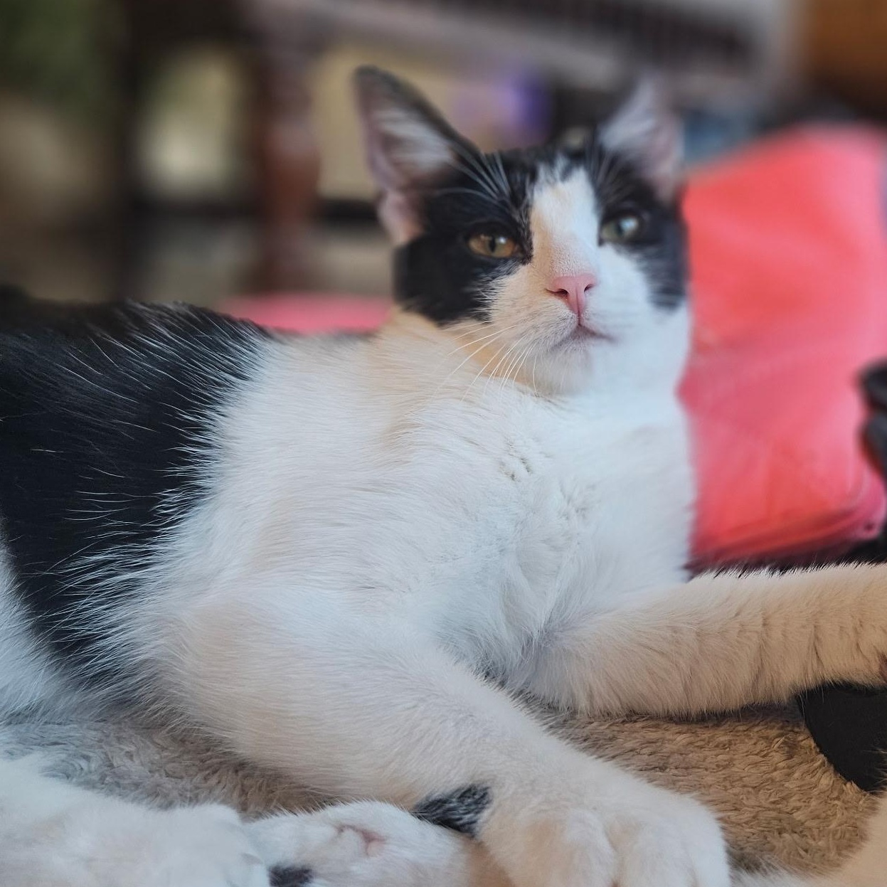 Sunny, Adoptable, Kitten Female Domestic Short Hair.