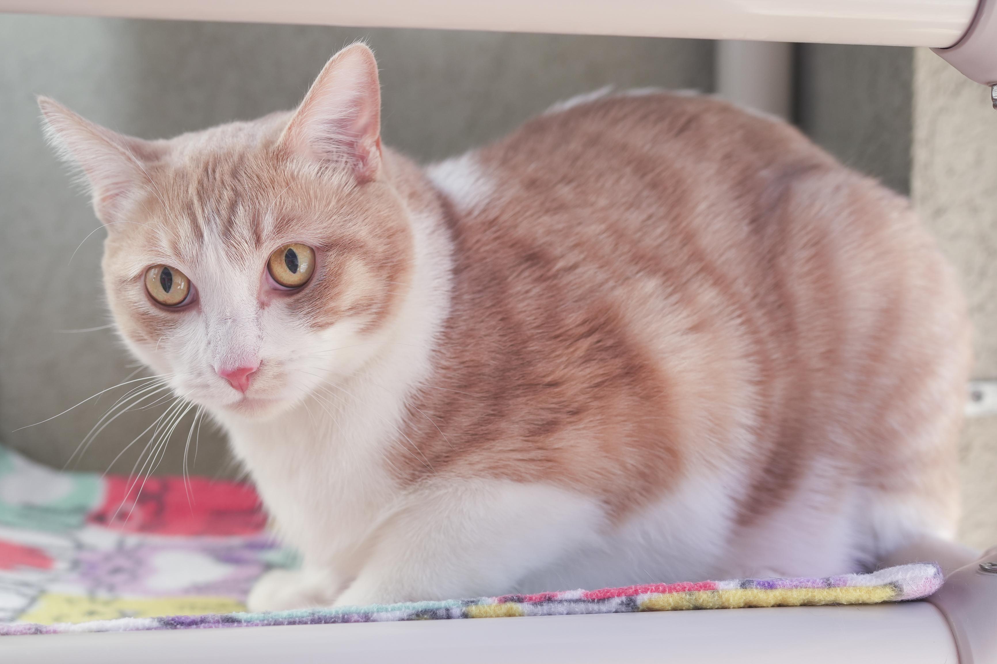 Ace, an adoptable Domestic Short Hair in Boise, ID, 83709 | Photo Image 2