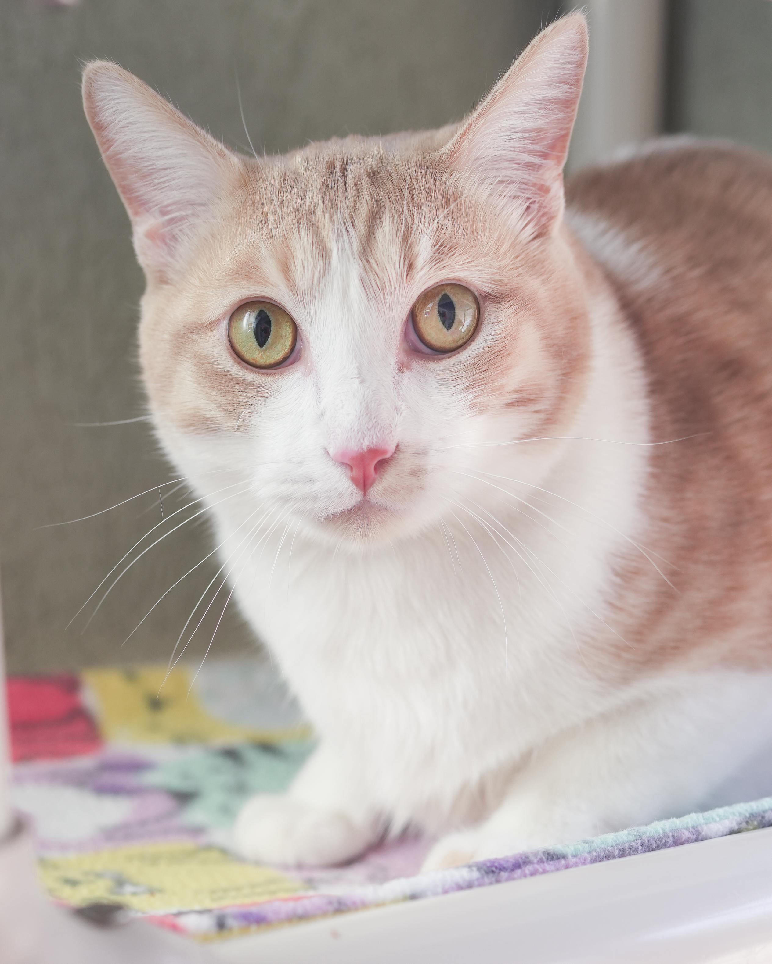 Ace, an adoptable Domestic Short Hair in Boise, ID, 83709 | Photo Image 3