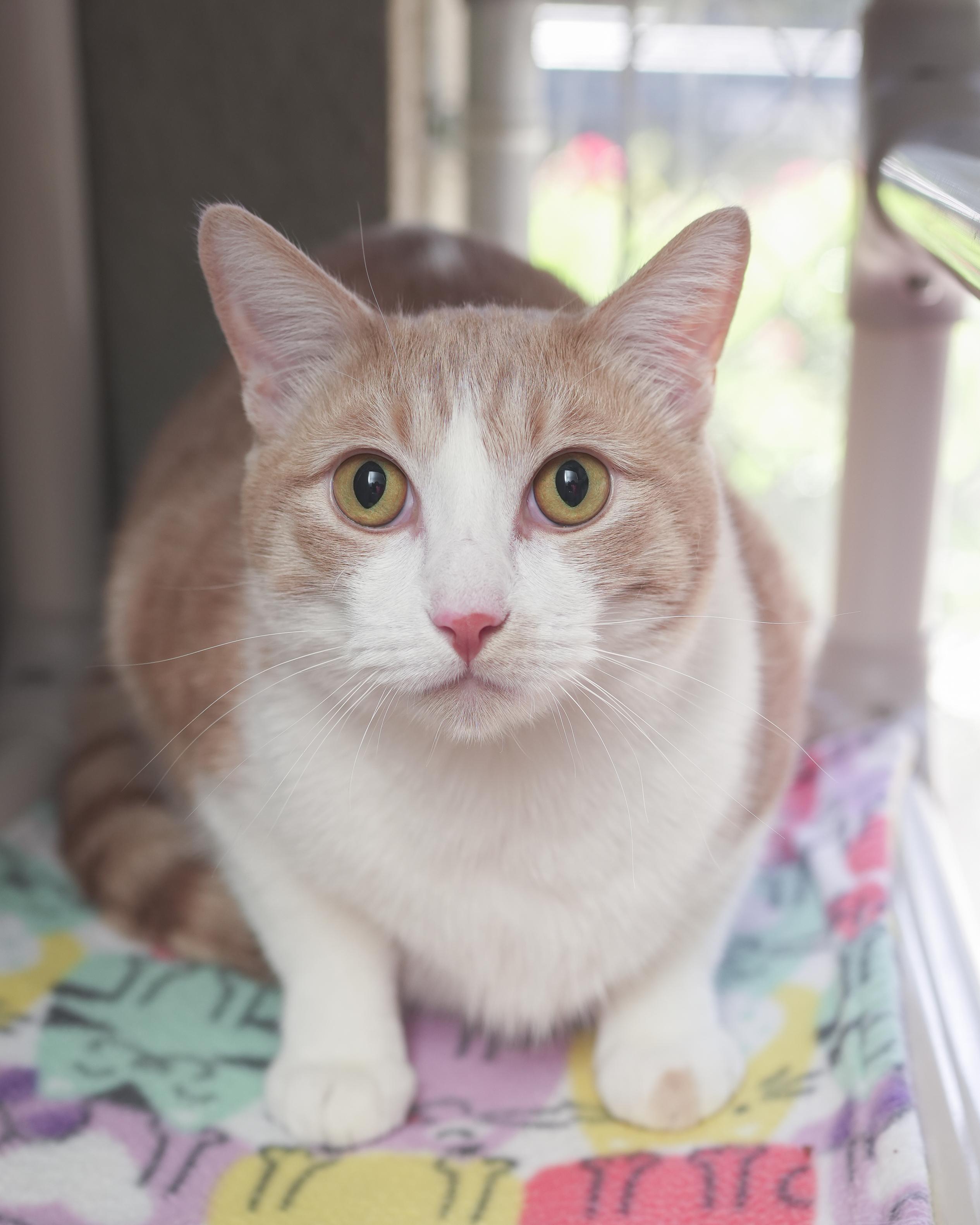 Ace, an adoptable Domestic Short Hair in Boise, ID, 83709 | Photo Image 1