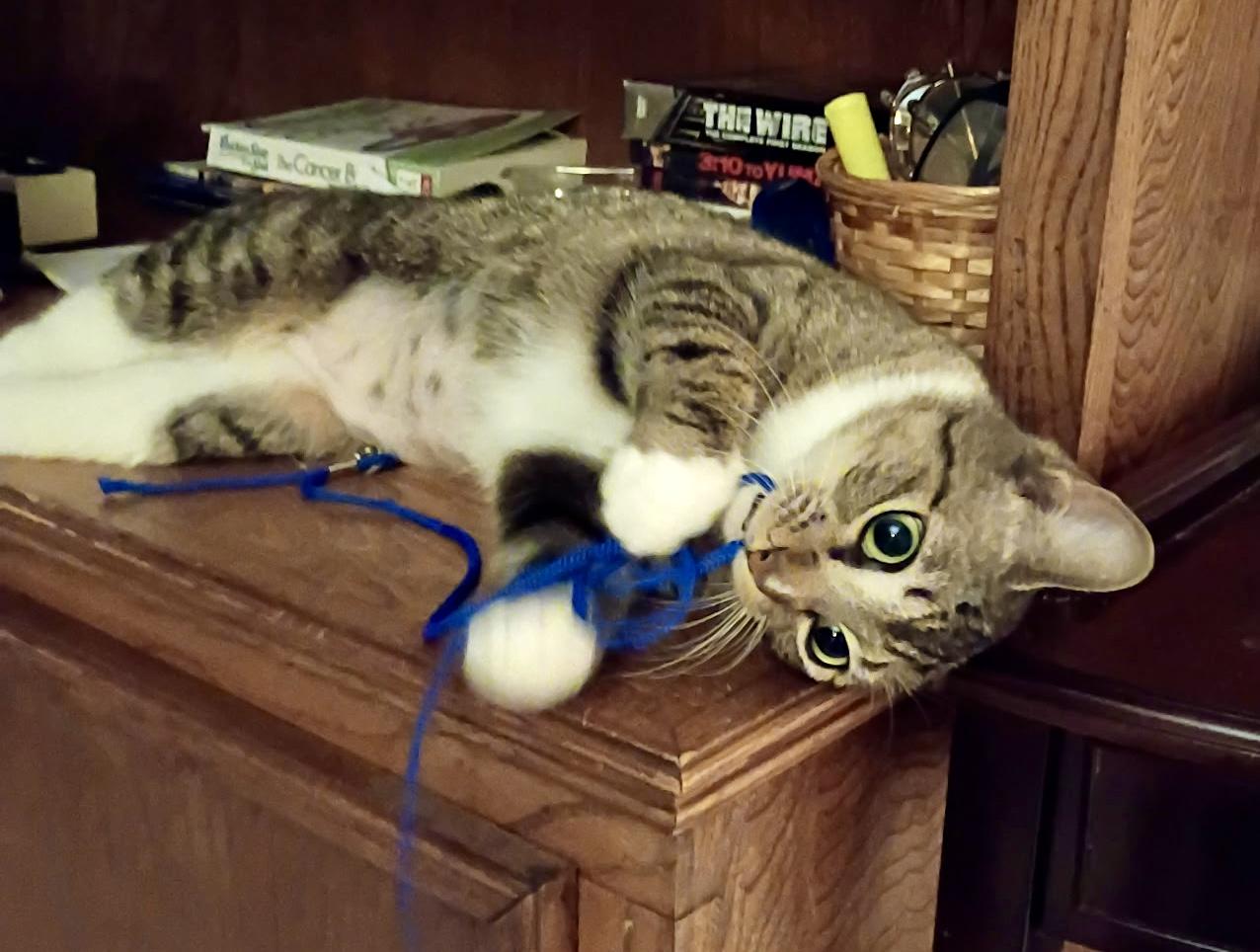 Precious (jewel), ADOPTABLE, Young Female Domestic Short Hair.