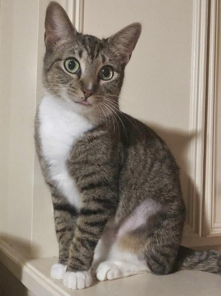 Precious (jewel), ADOPTABLE, Young Female Domestic Short Hair.