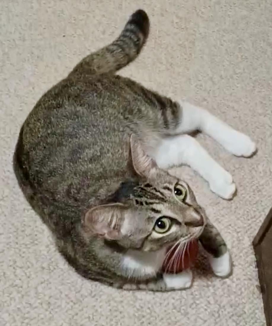 Enlarge Precious (jewel), a ADOPTABLE Domestic Short Hair in Houston, TX image 6/6