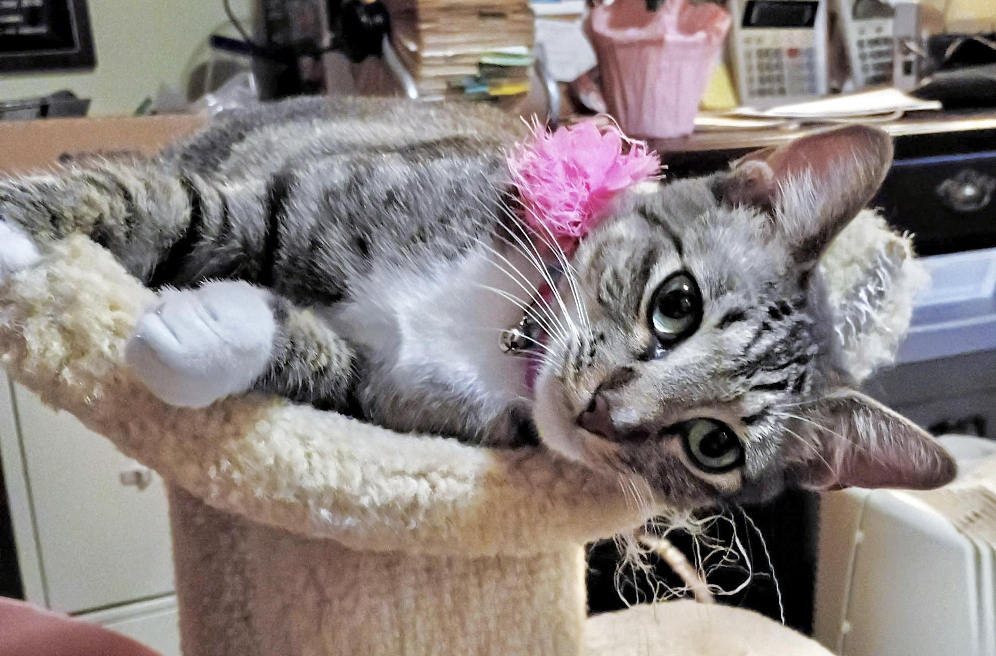 Enlarge Precious (jewel), a ADOPTABLE Domestic Short Hair in Houston, TX image 3/6