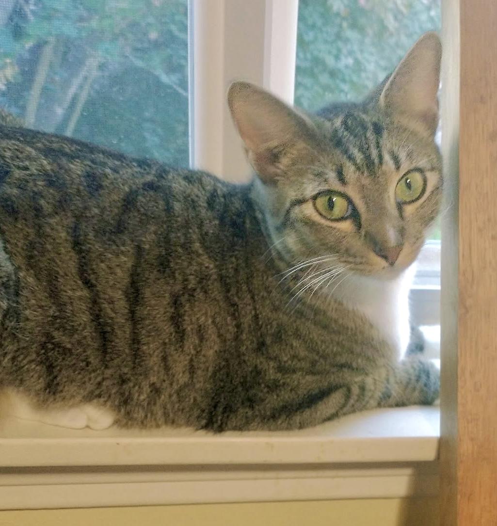 Enlarge Precious (jewel), a ADOPTABLE Domestic Short Hair in Houston, TX image 4/5