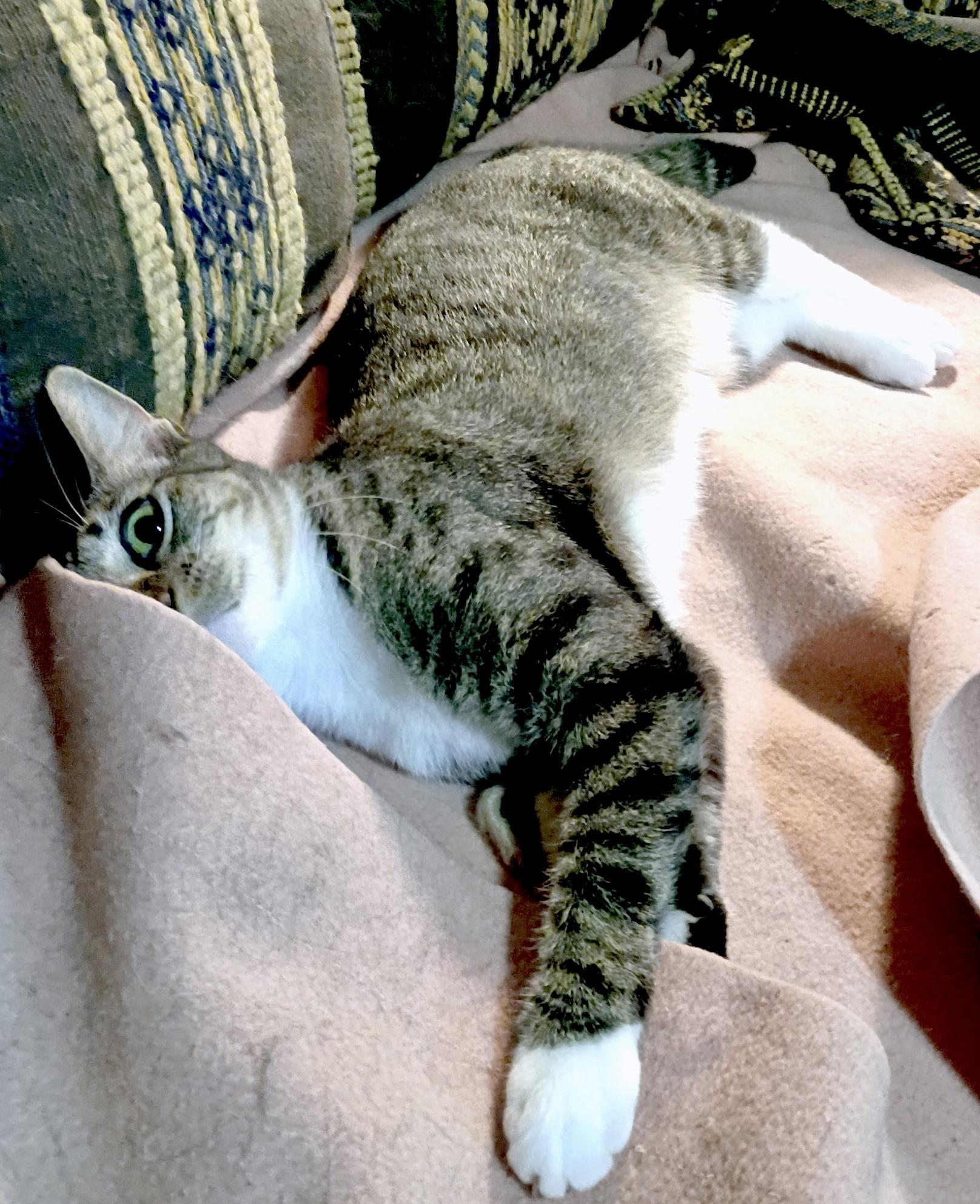 Enlarge Precious (jewel), a ADOPTABLE Domestic Short Hair in Houston, TX image 2/6