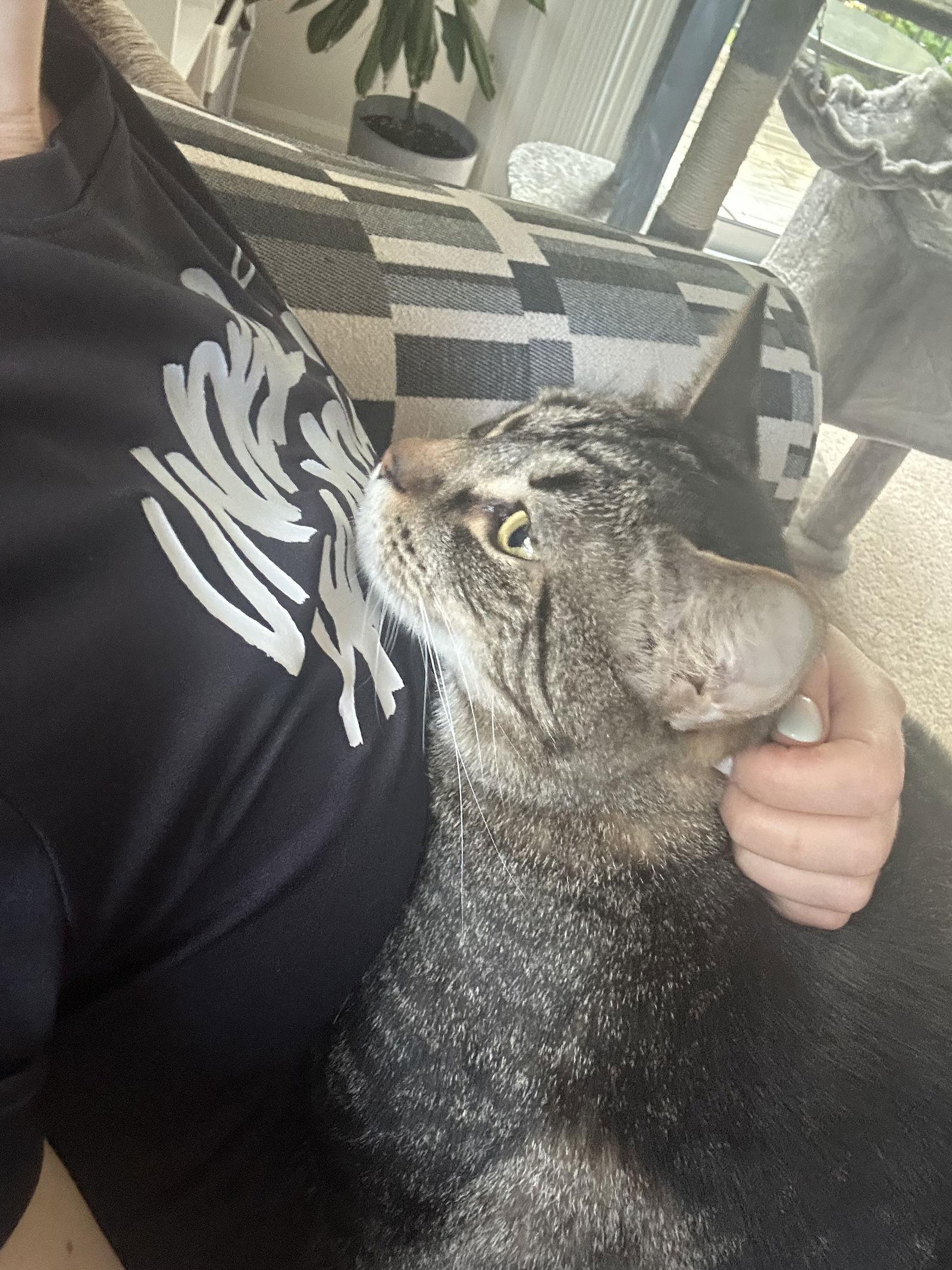 Enlarge Princy boy, a Adoptable Domestic Short Hair in Walled Lake, MI image 1/3