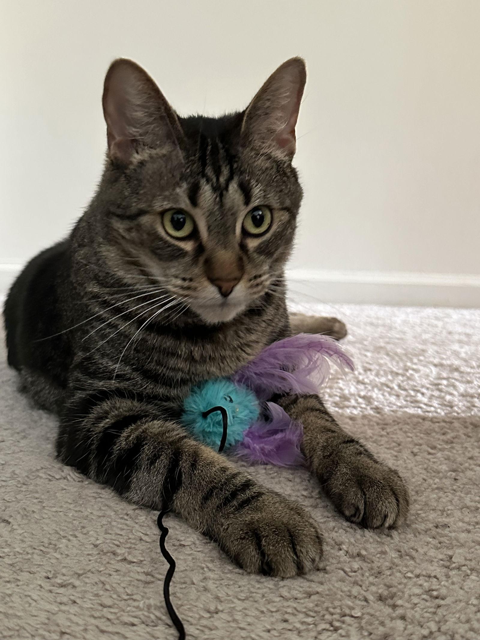 Enlarge Princy boy, a Adoptable Domestic Short Hair in Walled Lake, MI image 2/3