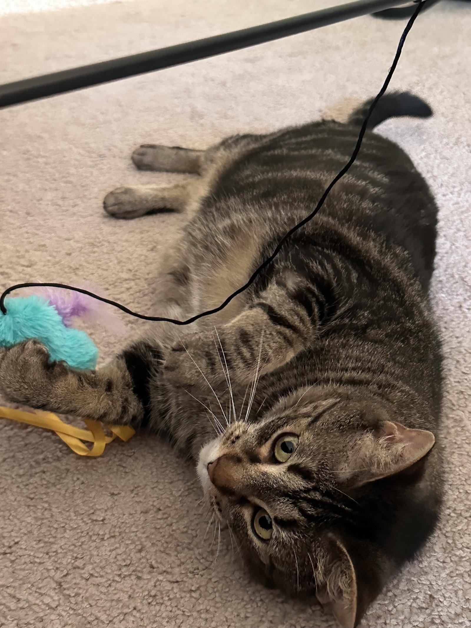 Princy boy, a Adoptable Domestic Short Hair in Walled Lake, MI image 1/3
