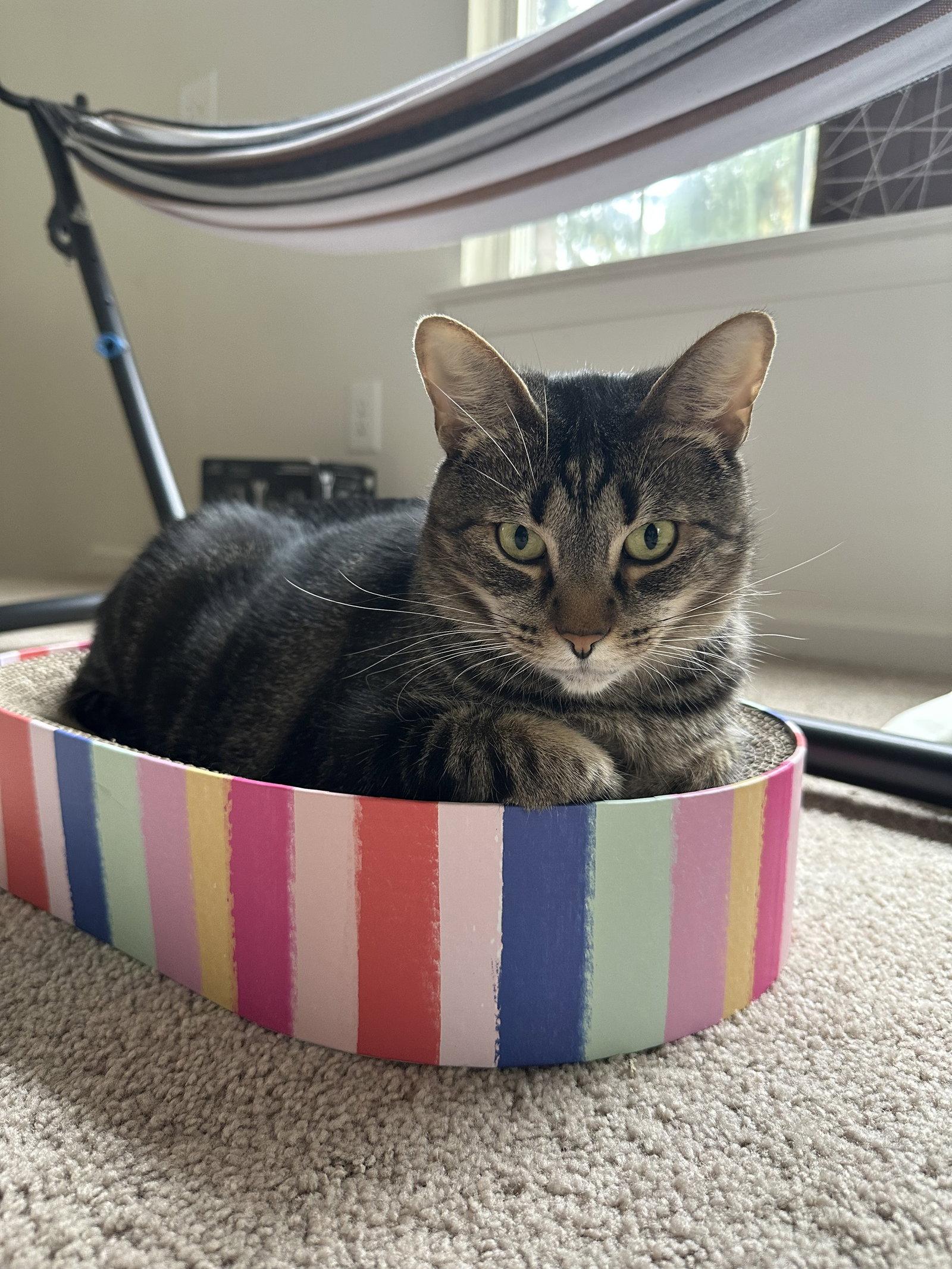 Princy boy, a Adoptable Domestic Short Hair in Walled Lake, MI image 2/3