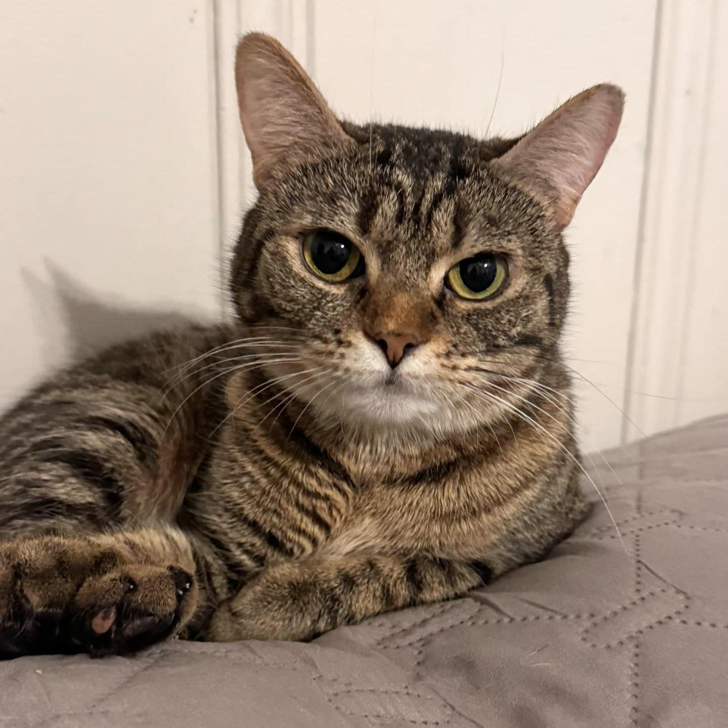 BOO BEAR, Adult Female Tabby
