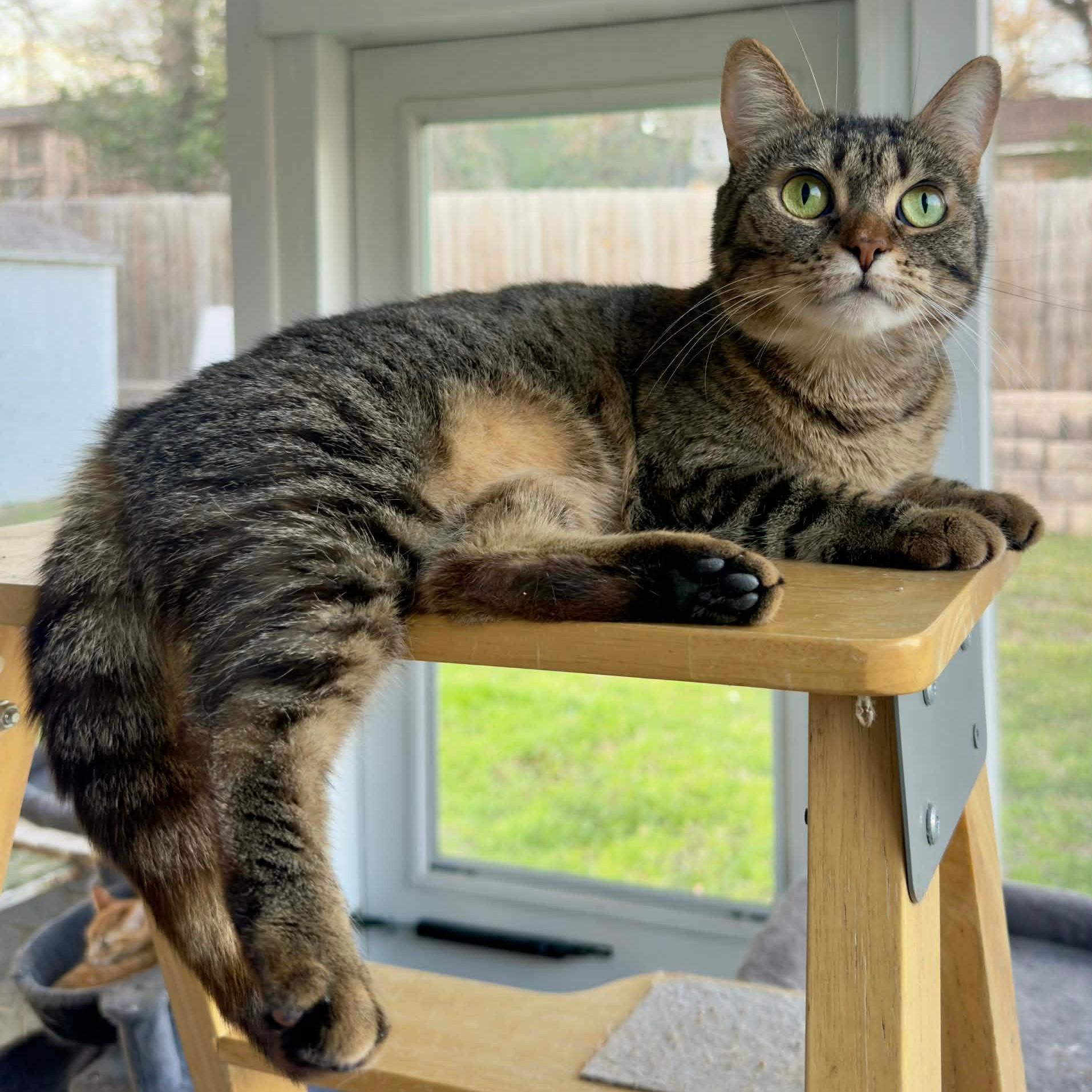 Enlarge BOO BEAR, a Adoptable Tabby in Flint, TX image 1/4