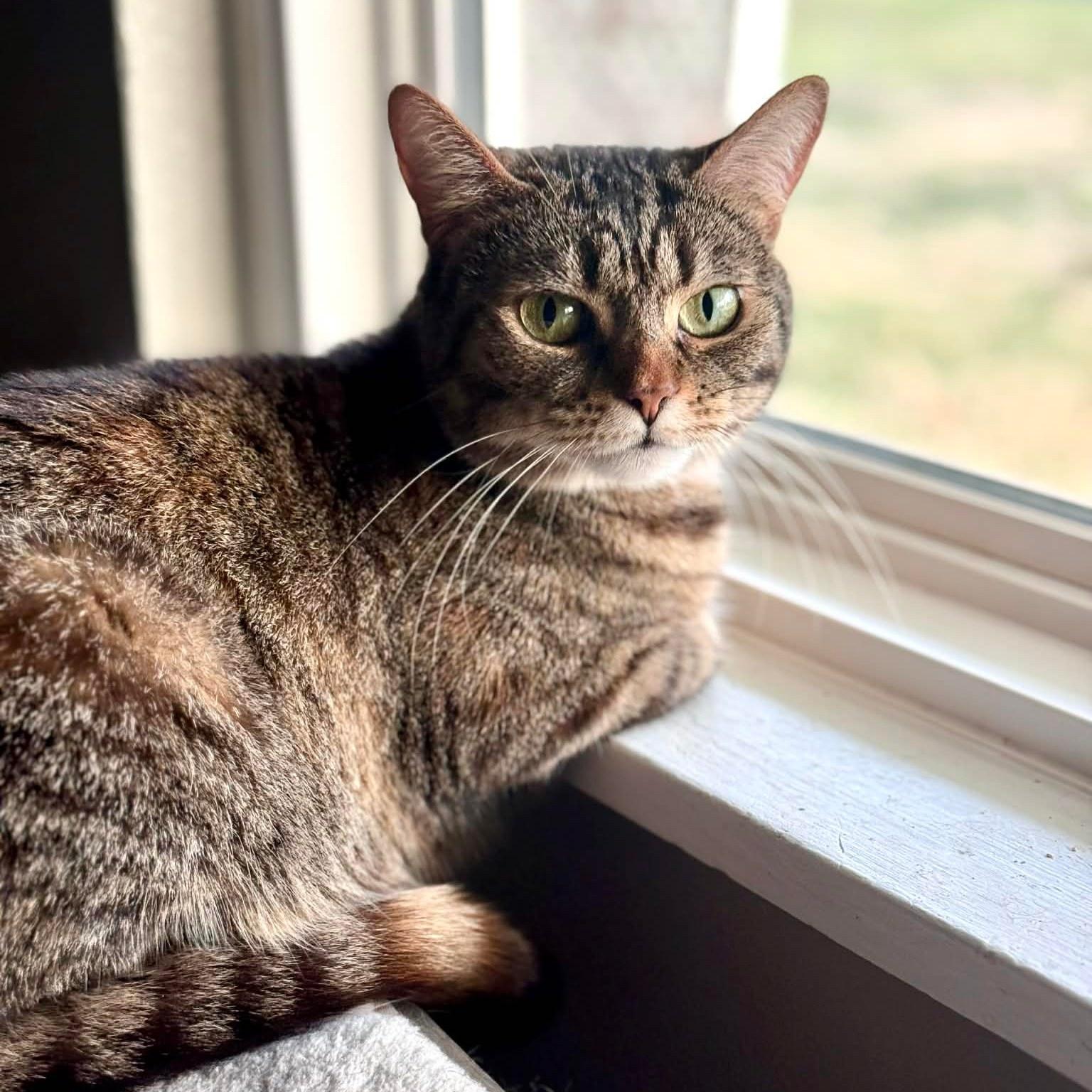 Enlarge BOO BEAR, a Adoptable Tabby in Flint, TX image 2/4