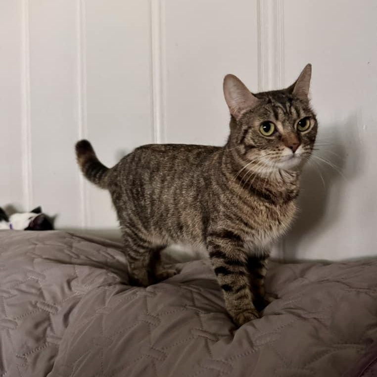 Enlarge BOO BEAR, a Adoptable Tabby in Flint, TX image 4/4
