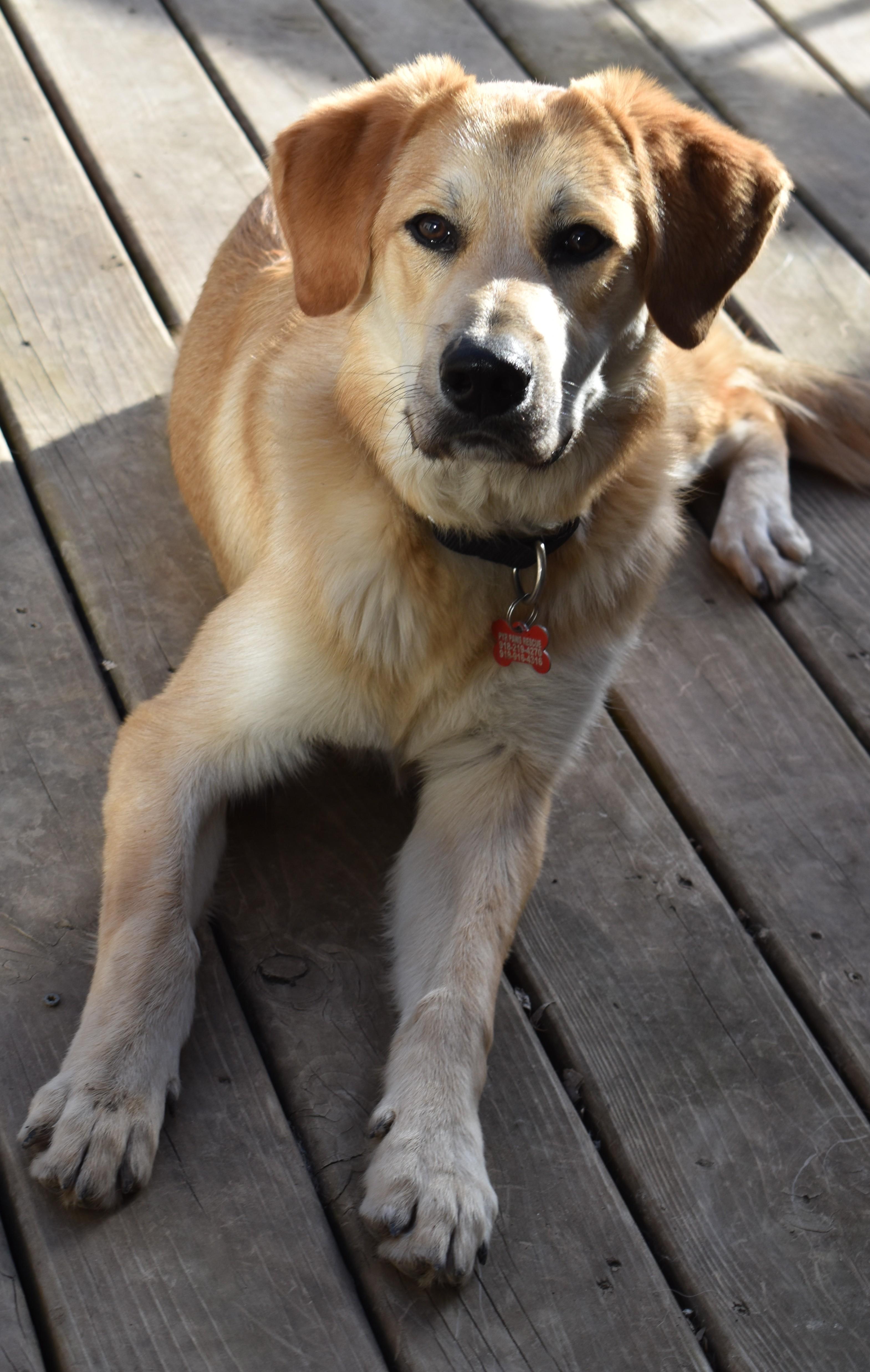Enlarge Fylo , an adopted mixed breed in Kiowa, OK image 6/6