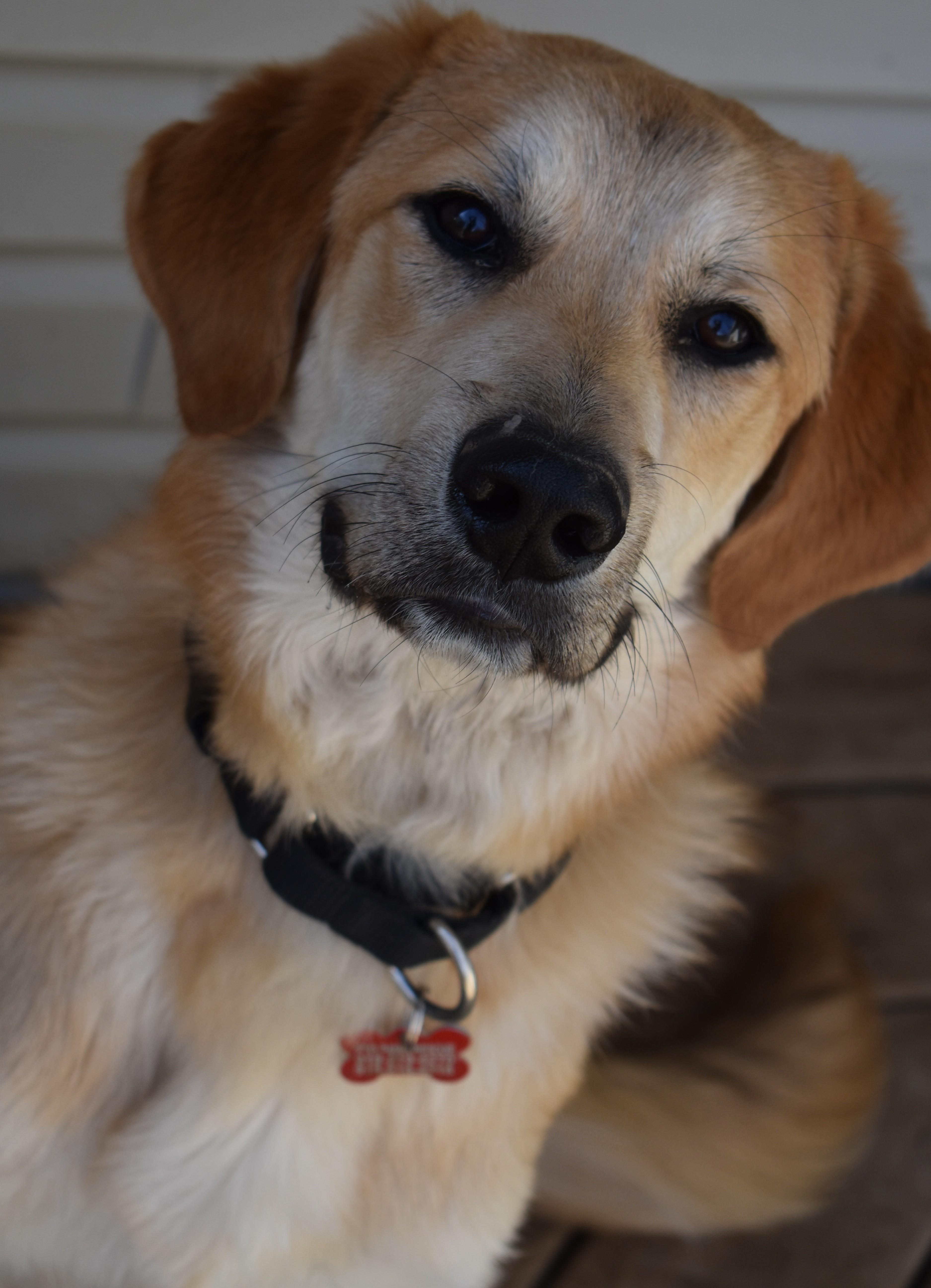 Fylo , adopted, Puppy Male Labrador Retriever.