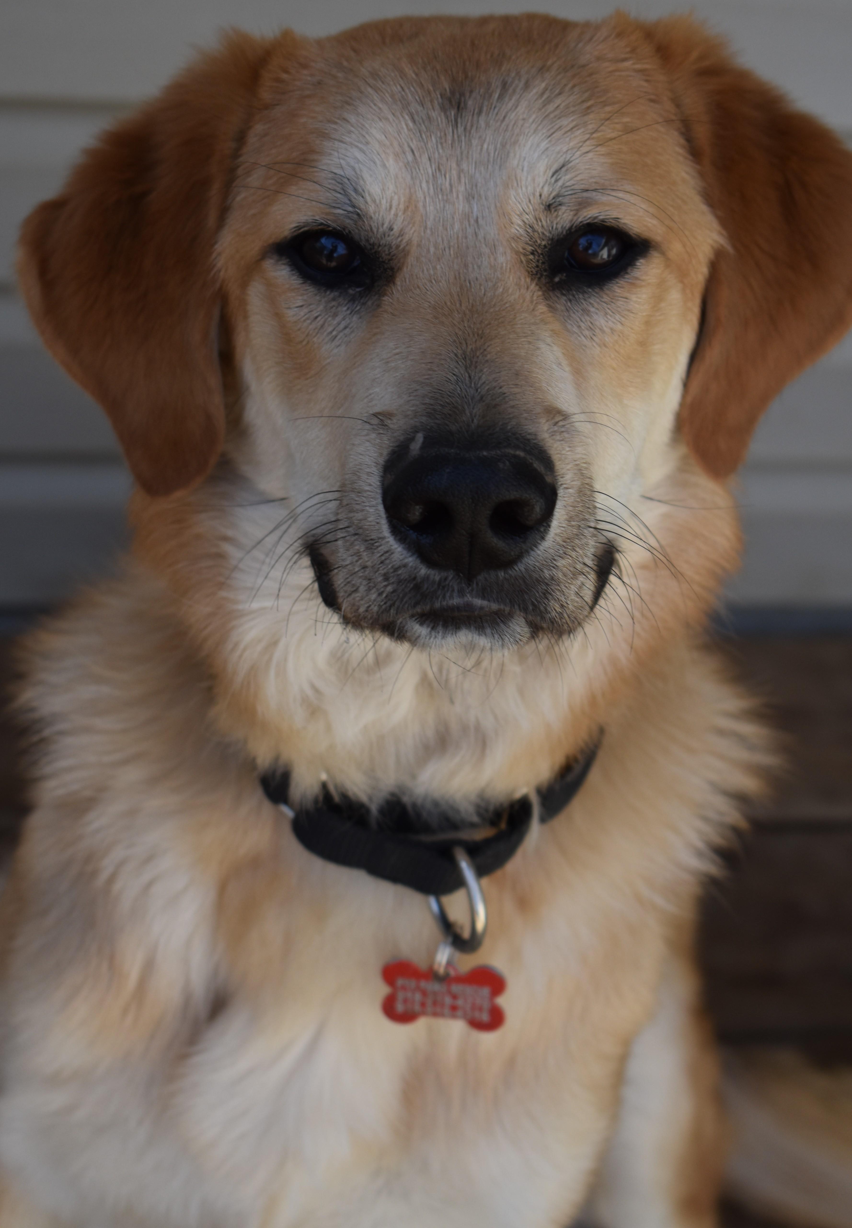 Enlarge Fylo , an adopted mixed breed in Kiowa, OK image 3/6