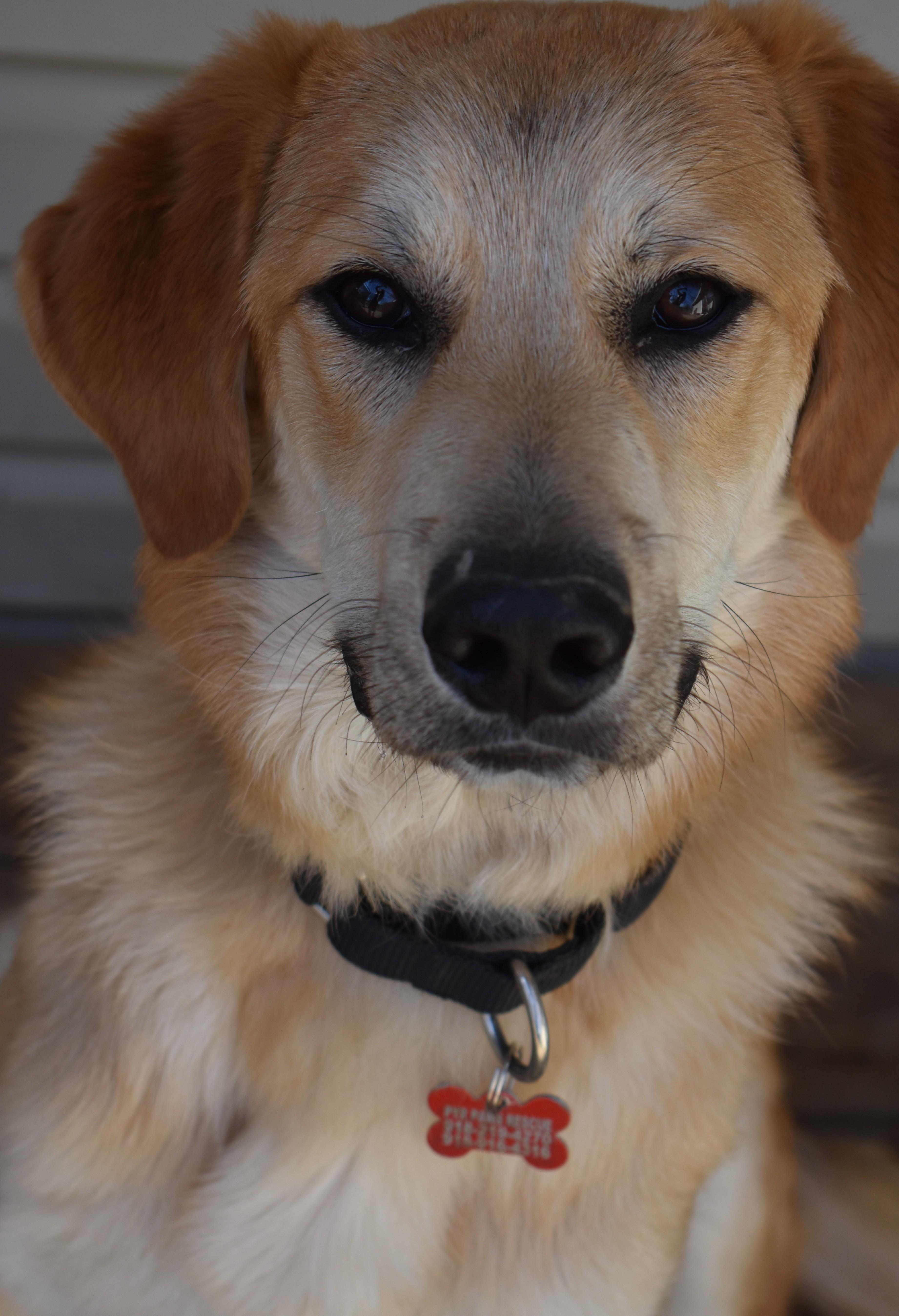 Enlarge Fylo , an adopted mixed breed in Kiowa, OK image 2/6