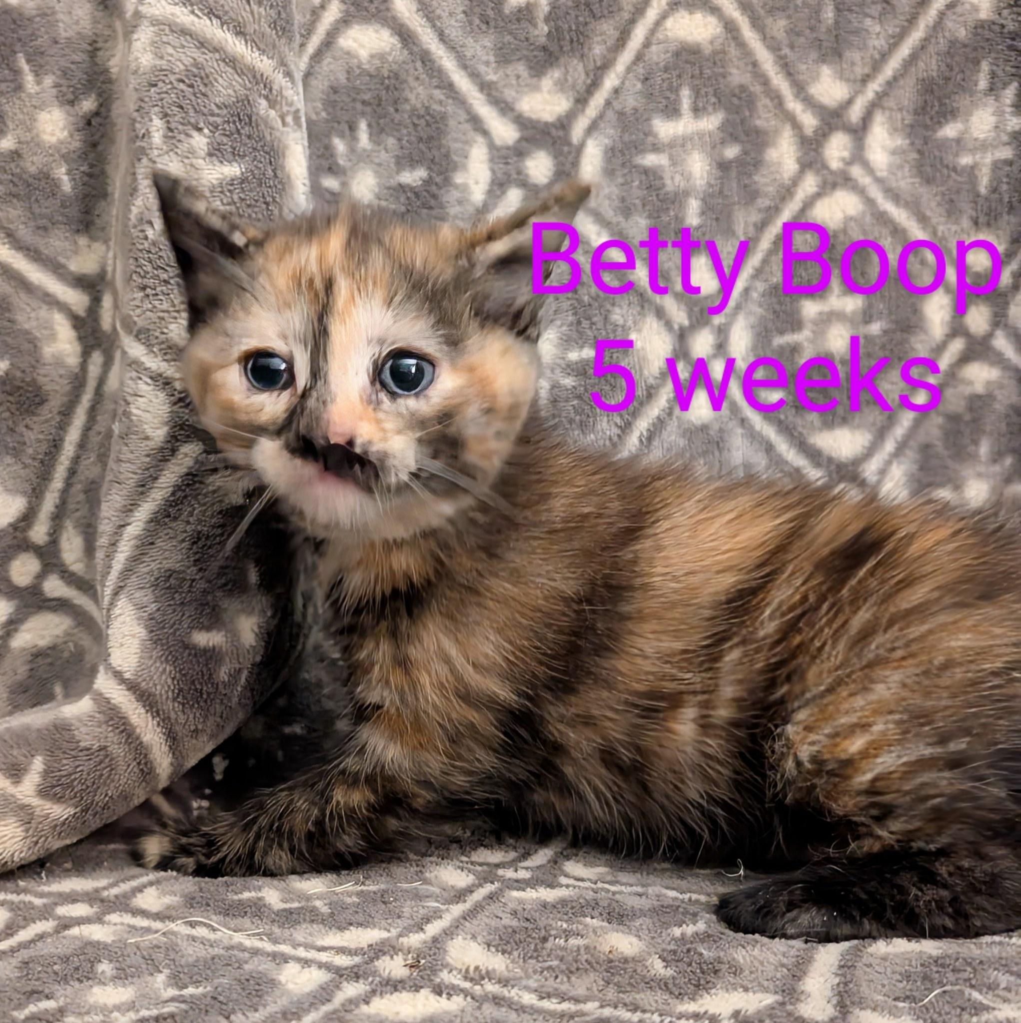 Betty Boop (Tiff-Fostered in CT) photo 5