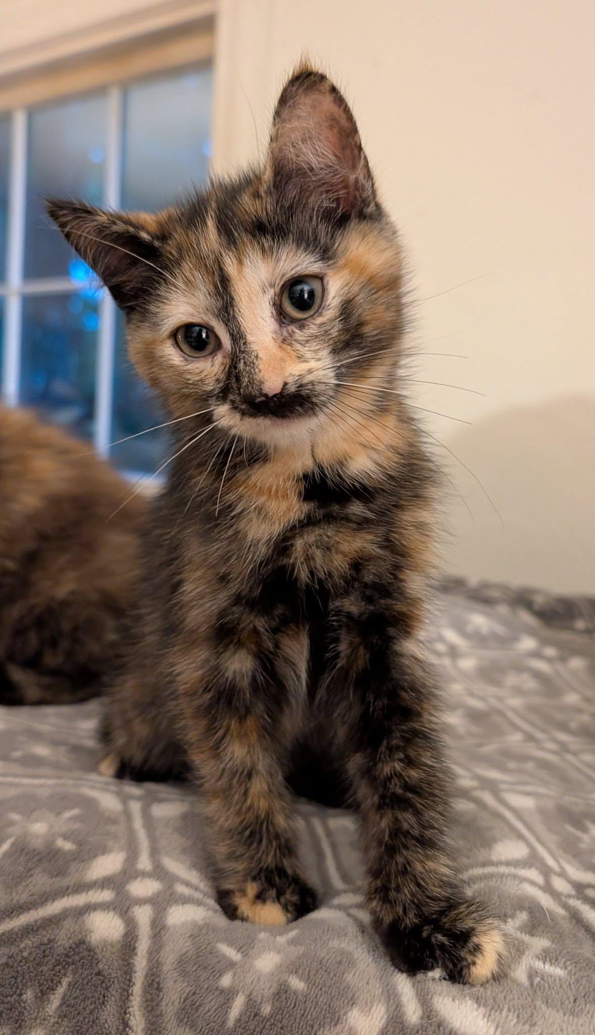 Betty Boop (Tiff-Fostered in CT), Baby Female unknown