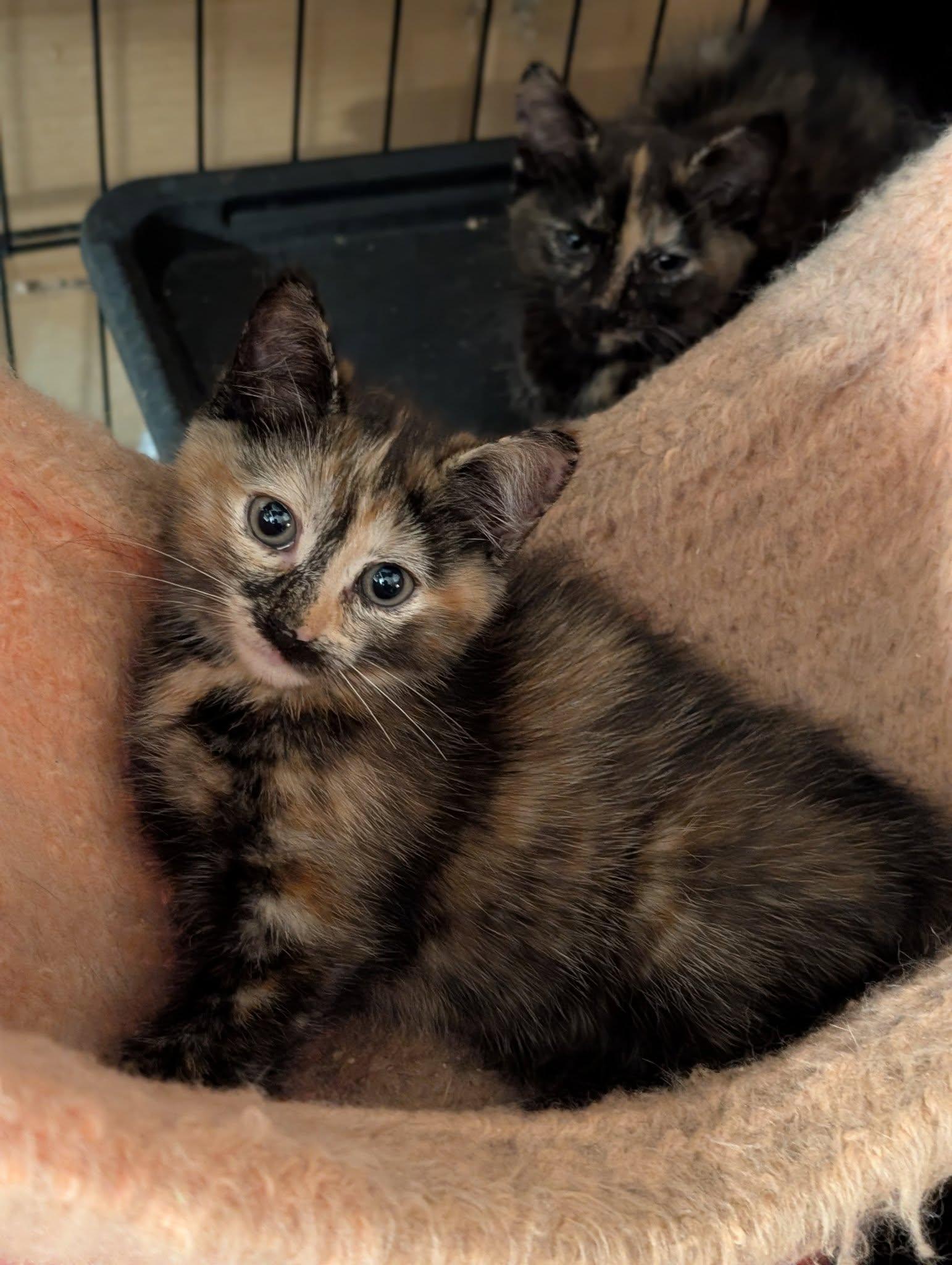 Betty Boop (Tiff-Fostered in CT) photo 2