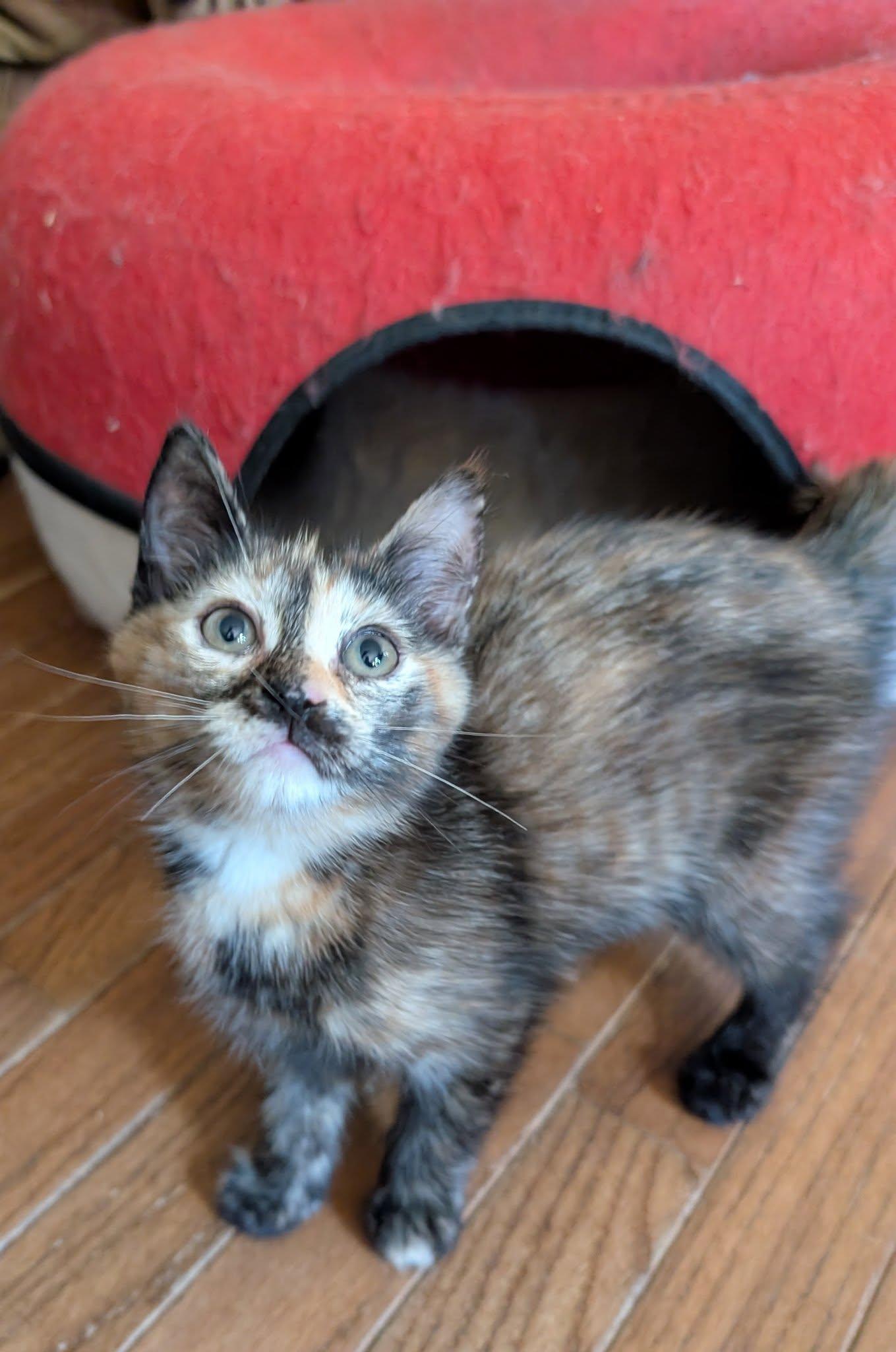 Betty Boop (Tiff-Fostered in CT) photo 3