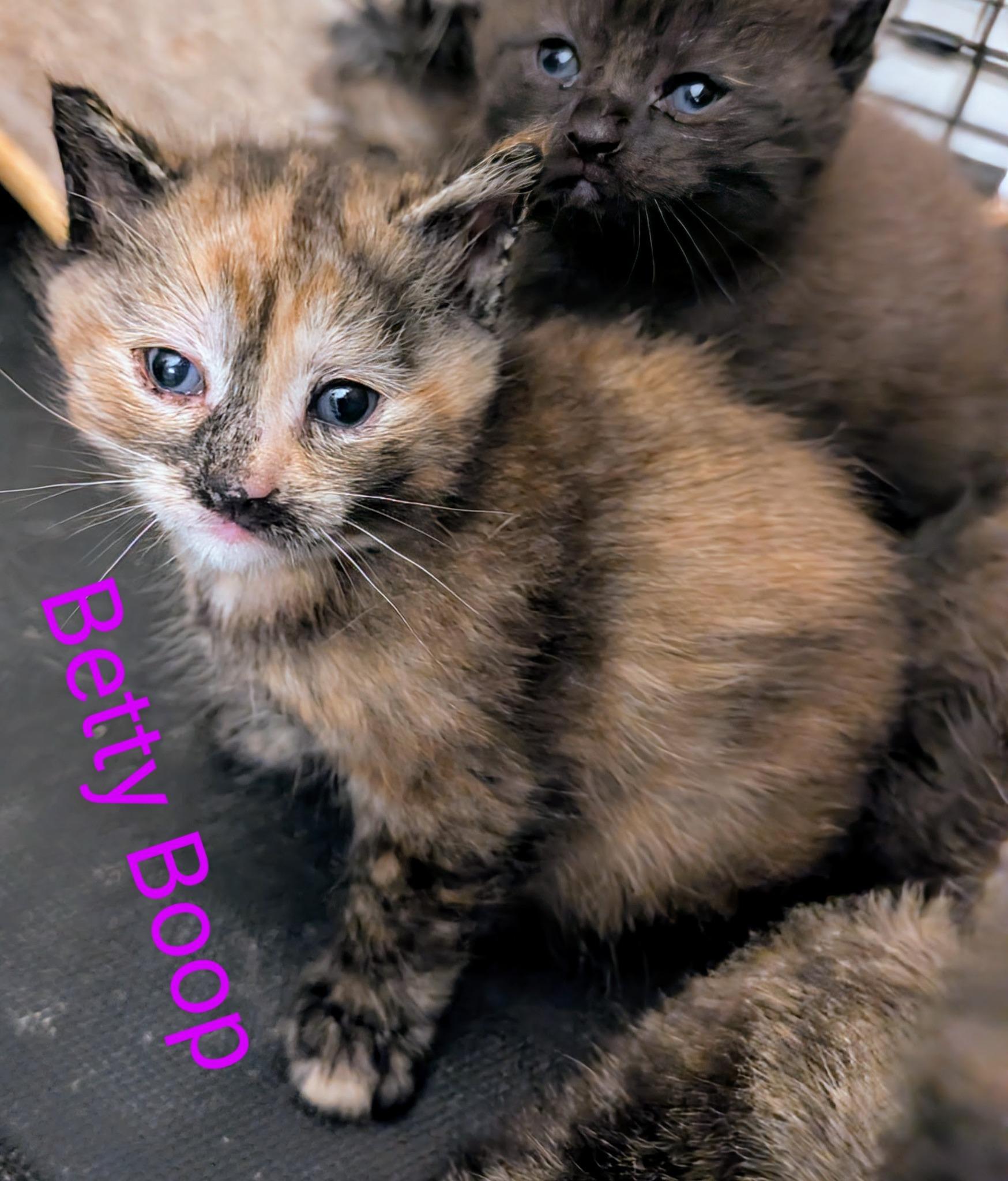 Betty Boop (Tiff-Fostered in CT) photo 4