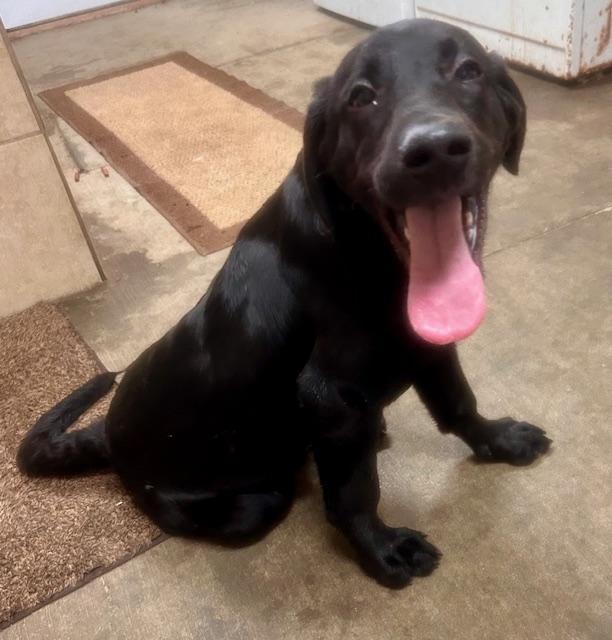 Dog for adoption Rocky, a Black Labrador Retriever & Hound Mix in