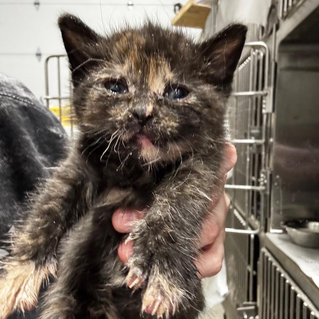 Enlarge Delta, a Adoptable Domestic Short Hair in Muscatine, IA image 1/4