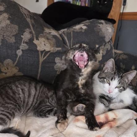 Enlarge Delta, a Adoptable Domestic Short Hair in Muscatine, IA image 2/4