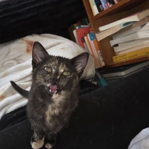 Enlarge Delta, a Adoptable Domestic Short Hair in Muscatine, IA image 3/4