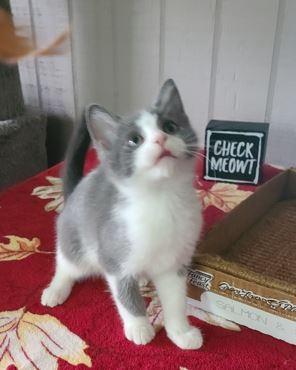 Espresso, a Adoptable Domestic Short Hair in Russellville, KY image 1/4