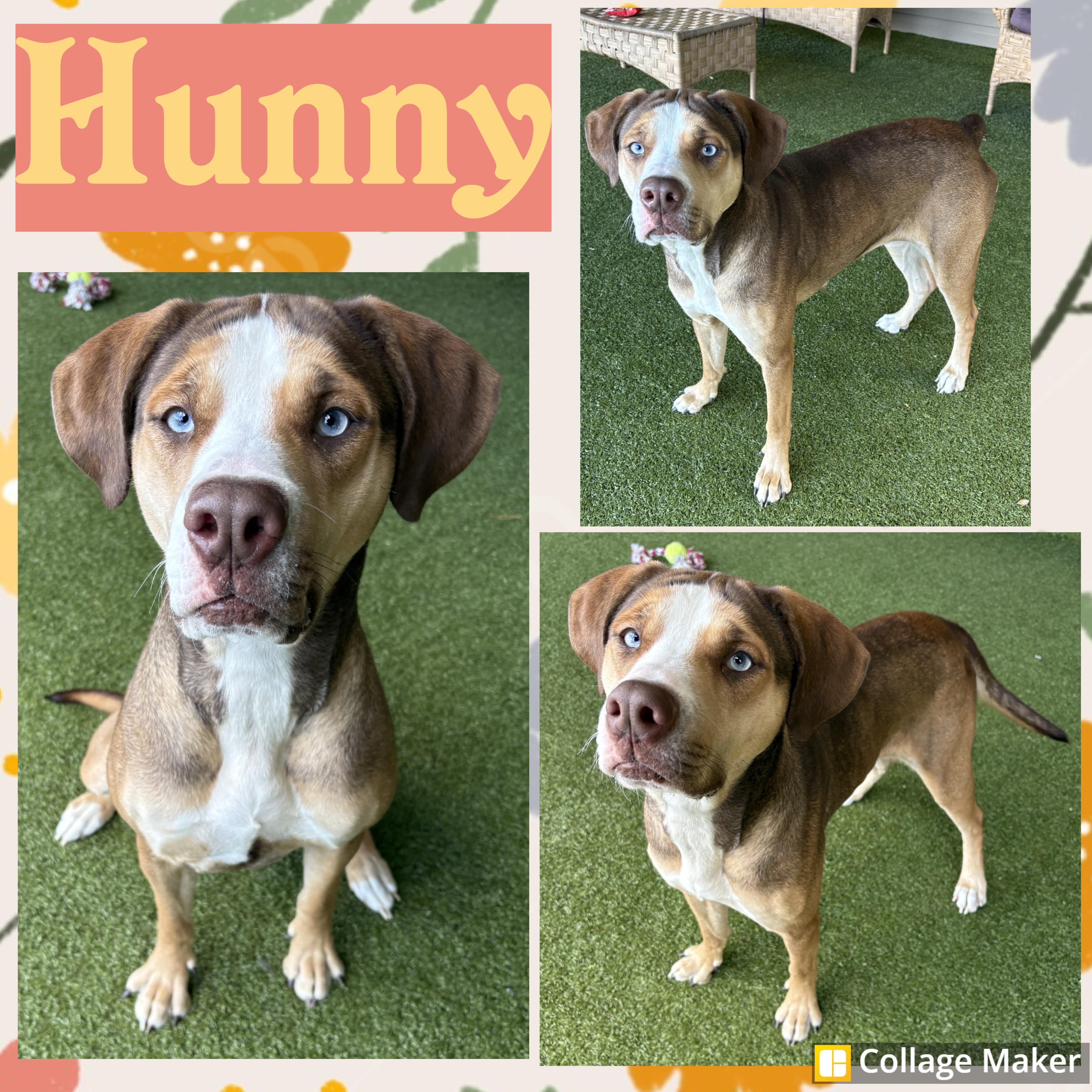 Enlarge Hunny, a Adoptable mixed breed in Clearfield, PA image 1/1