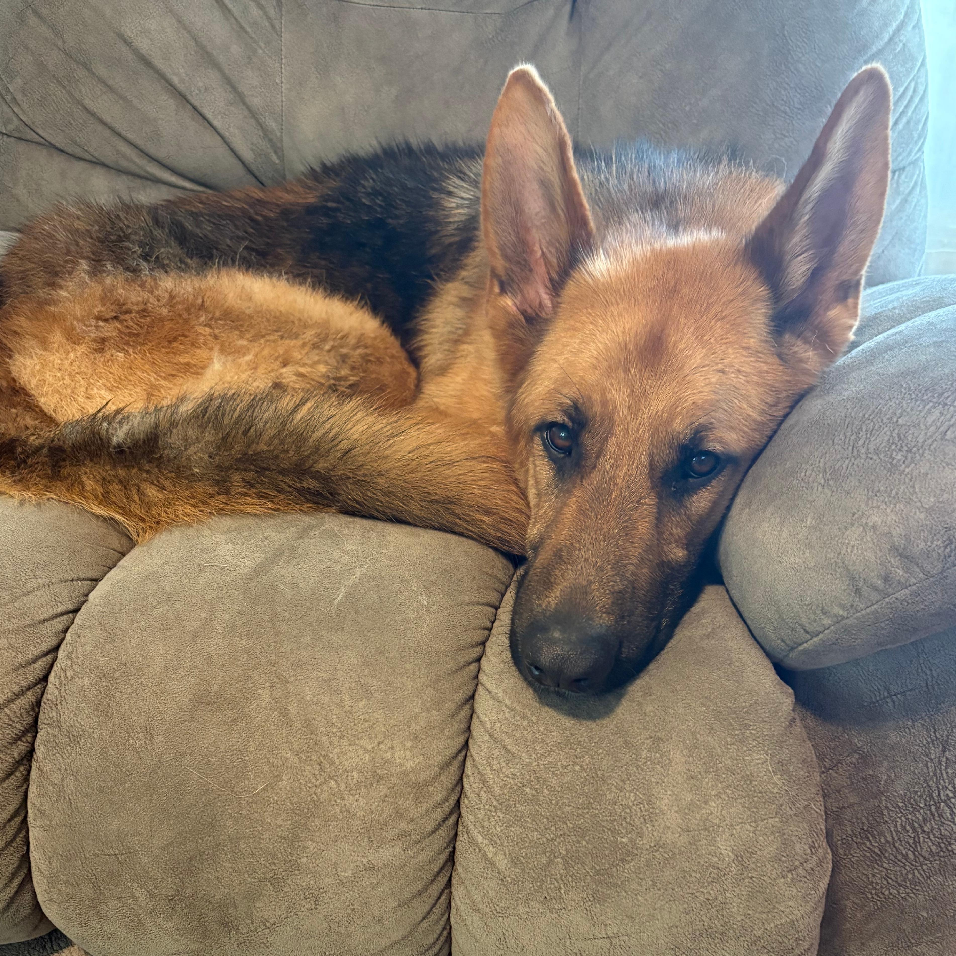Teddy, a ADOPTABLE German Shepherd Dog in Chesterfield, MO image 4/4