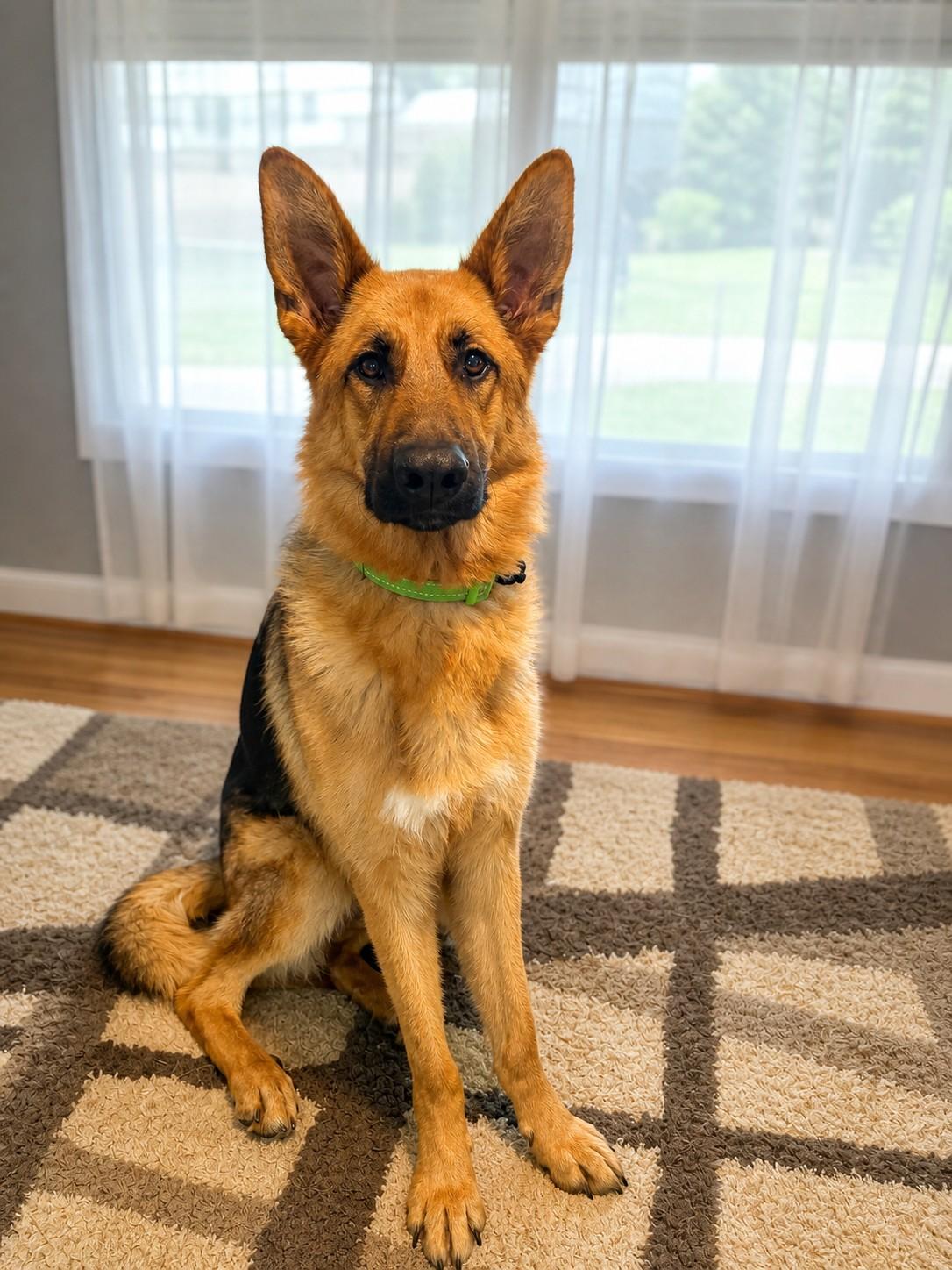 Teddy, ADOPTABLE, Young Male German Shepherd Dog.