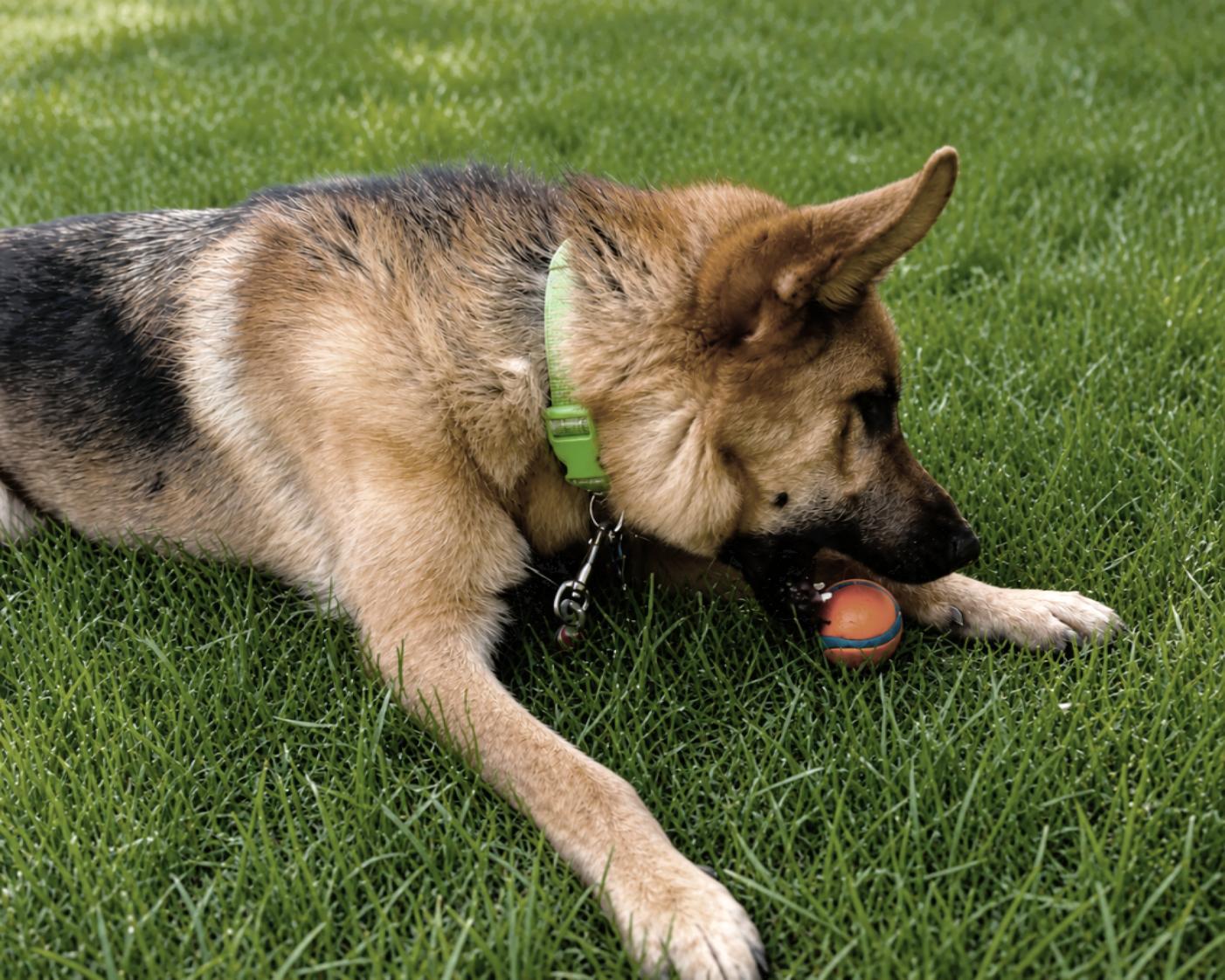 Teddy, a ADOPTABLE German Shepherd Dog in Chesterfield, MO image 3/4
