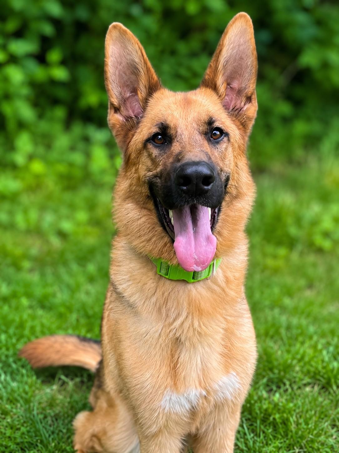 Teddy, adopted, Young Male German Shepherd Dog.