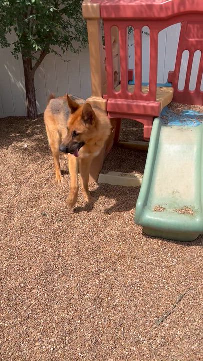 Enlarge Teddy, an adopted German Shepherd Dog in Chesterfield, MO video 2/6